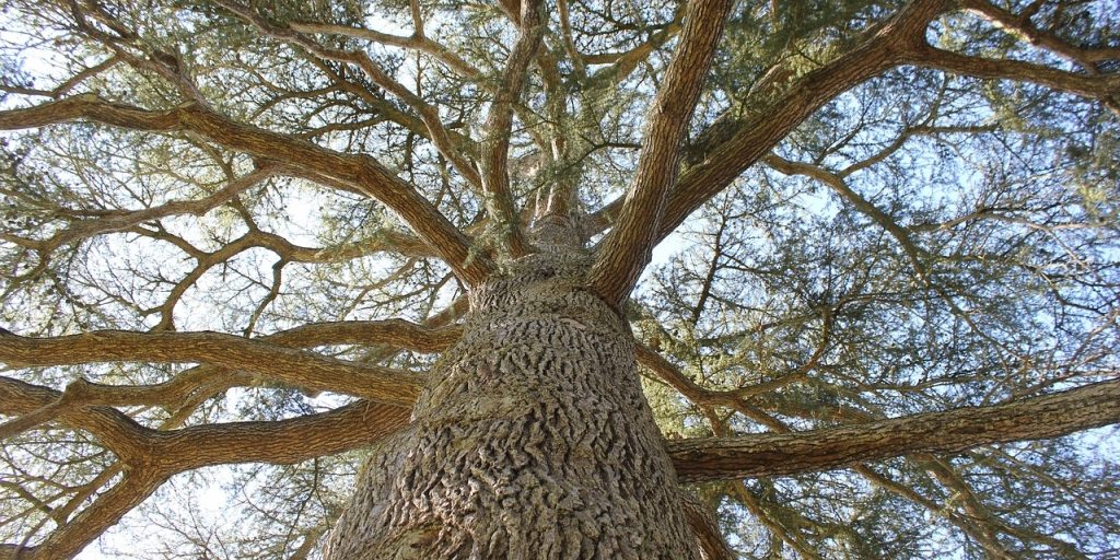 arbre-centenaire