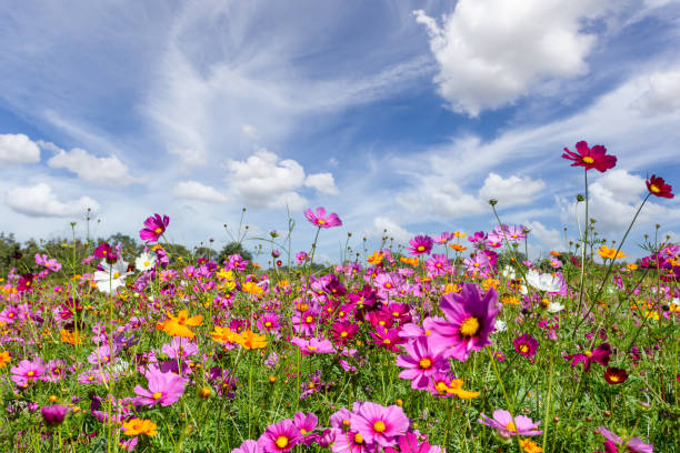 fleurs des champs 3