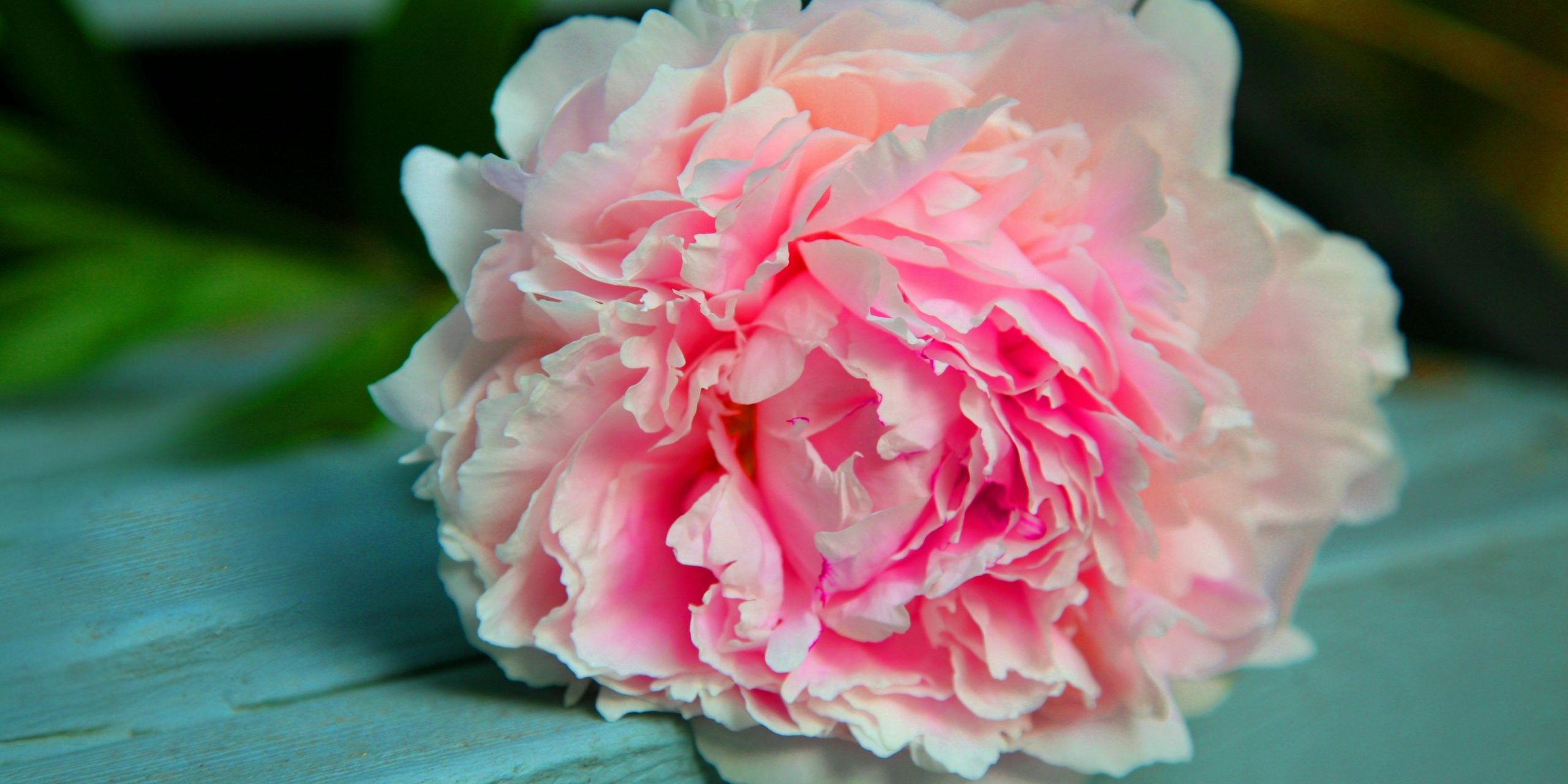 pivoine-pexels-brenda-timmermans